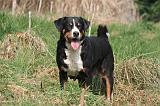 BOUVIER D'APPENZELL 004